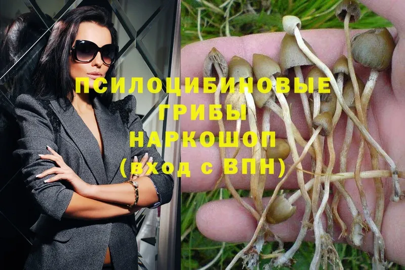 где найти наркотики  Бавлы  Галлюциногенные грибы MAGIC MUSHROOMS 